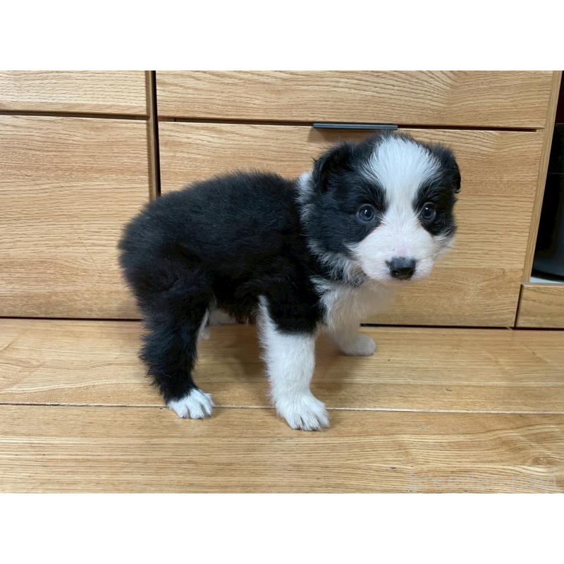 成約済の東京都のボーダーコリー-439291の2枚目