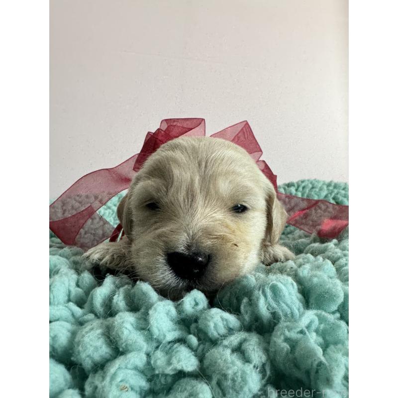 販売中の岐阜県のゴールデンドゥードル:ゴールデンレトリーバー×プードル-436730