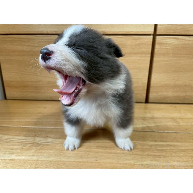 販売中の東京都のボーダーコリー-439292の8枚目