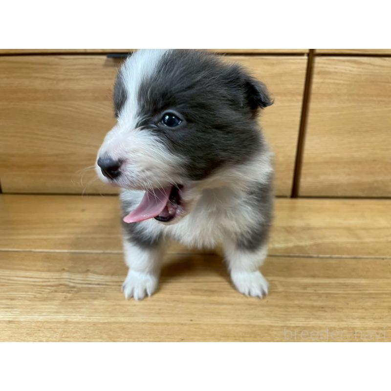 販売中の東京都のボーダーコリー-439292の7枚目