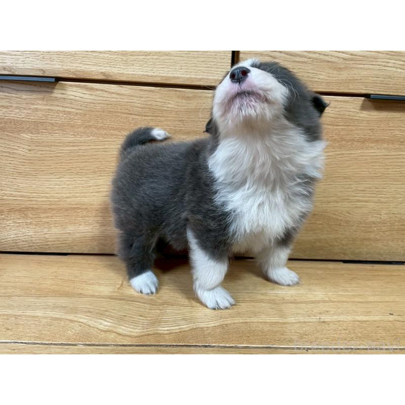 販売中の東京都のボーダーコリー-439292の6枚目