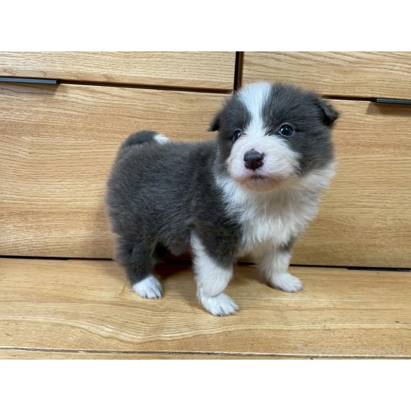 販売中の東京都のボーダーコリー-439292の5枚目