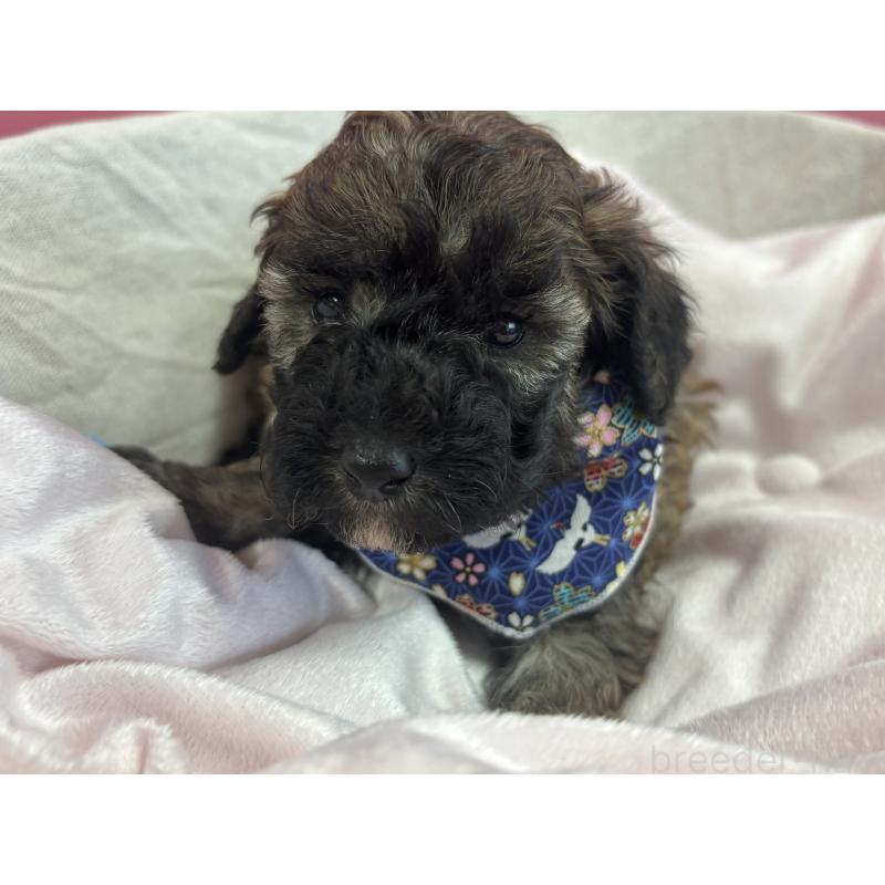 販売中の熊本県のトイプードル-440620の3枚目