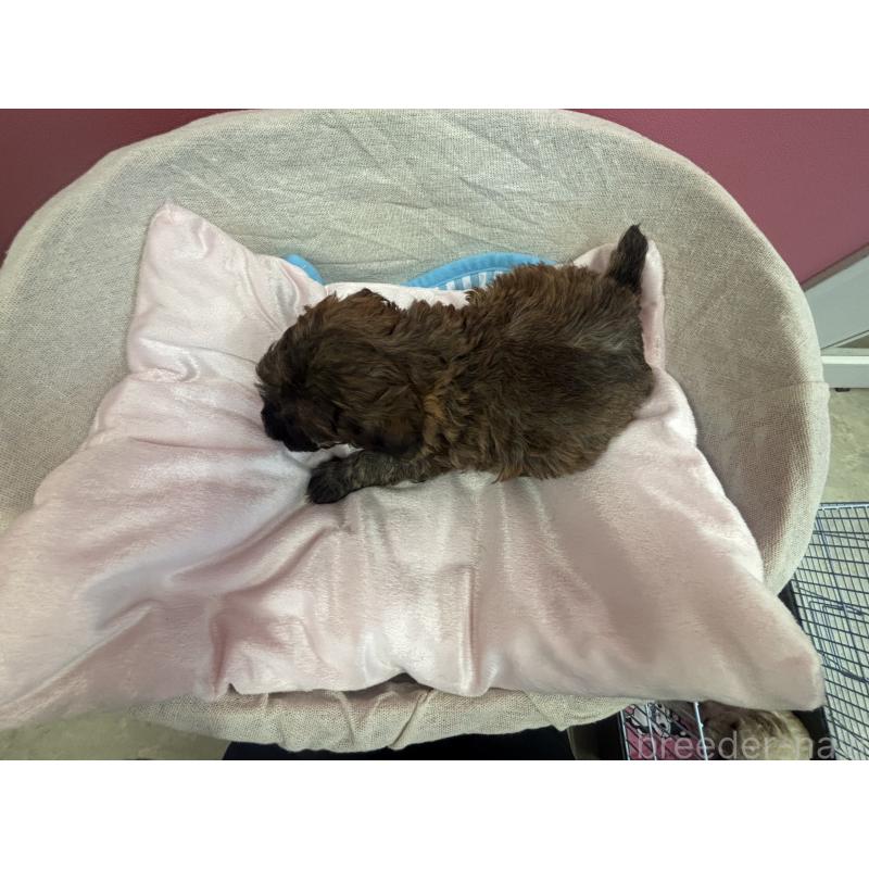 販売中の熊本県のトイプードル-440620の2枚目