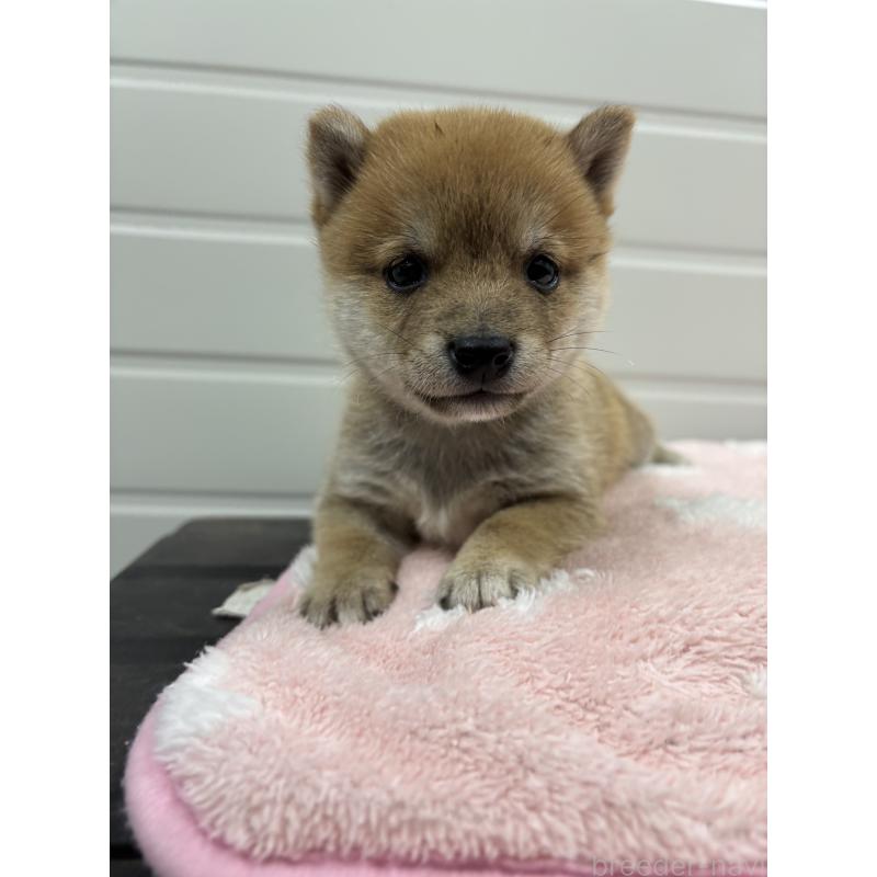 販売中の大分県の豆柴-440622の3枚目