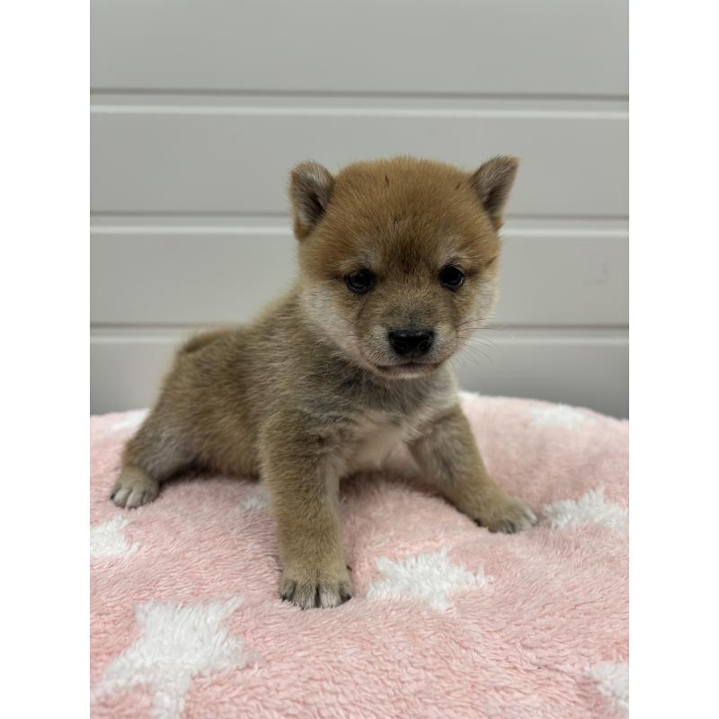 販売中の大分県の豆柴-440622の2枚目