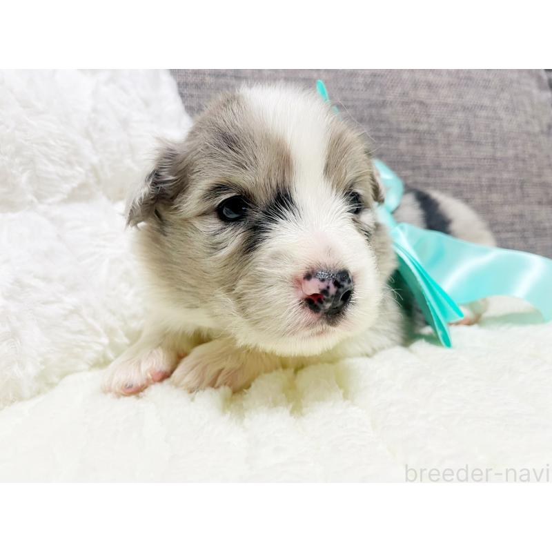 販売中の滋賀県のボーダーコリー-440630の3枚目