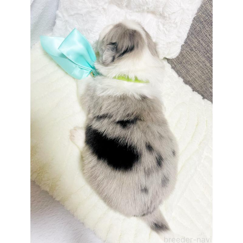 販売中の滋賀県のボーダーコリー-440630の2枚目