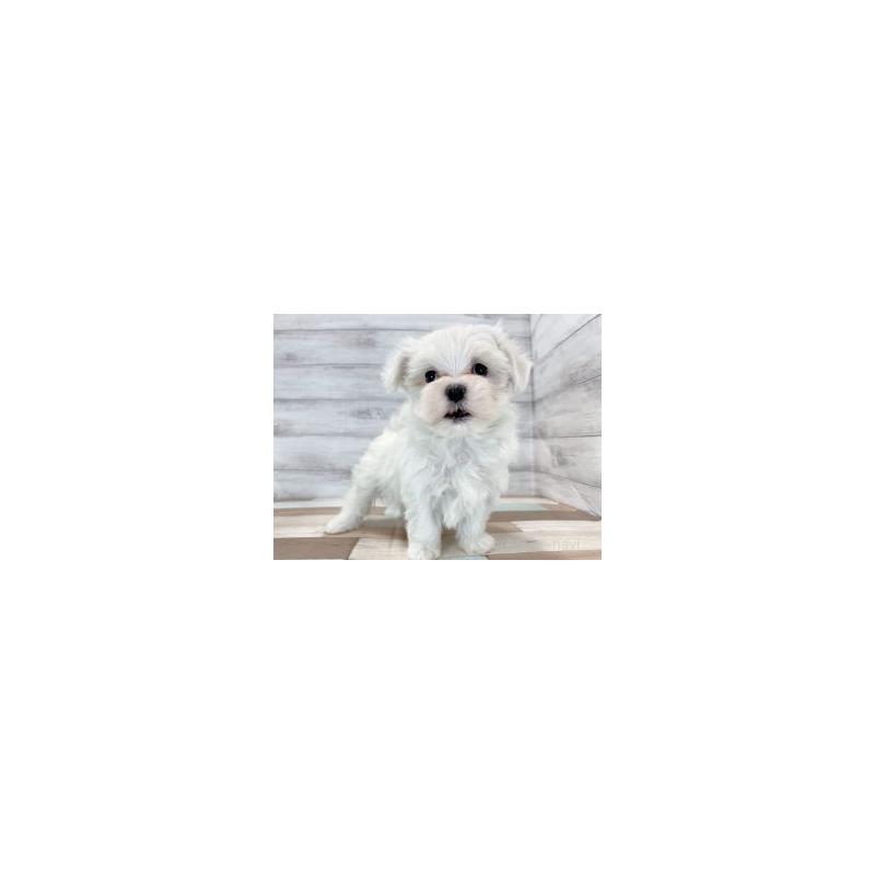 販売中の新潟県のマルチーズ-440628の3枚目