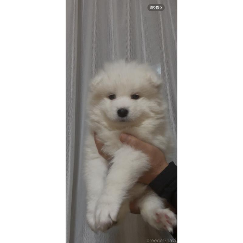 販売中の佐賀県のサモエド-440632の6枚目