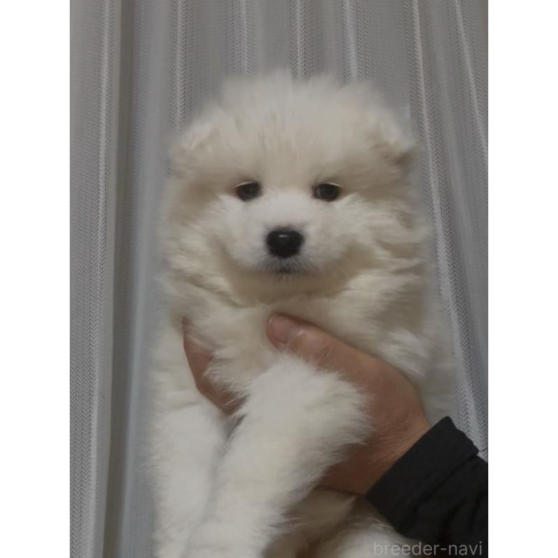 販売中の佐賀県のサモエド-440632の5枚目