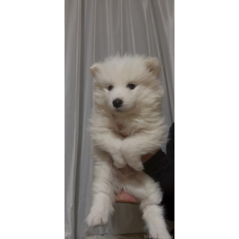 販売中の佐賀県のサモエド-440632の4枚目