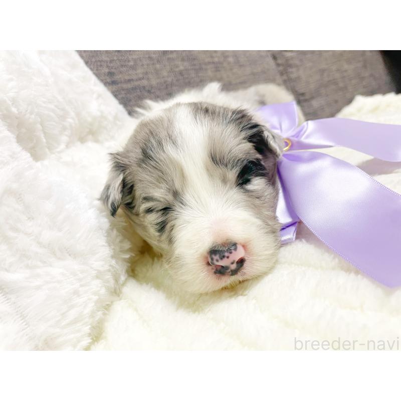 販売中の滋賀県のボーダーコリー-440633の4枚目