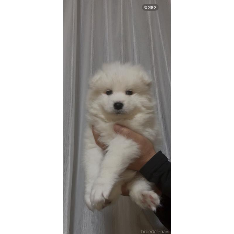 販売中の佐賀県のサモエド-440632の3枚目