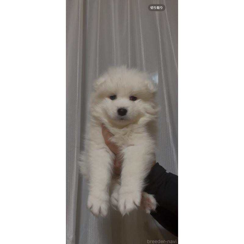 販売中の佐賀県のサモエド-440632の2枚目