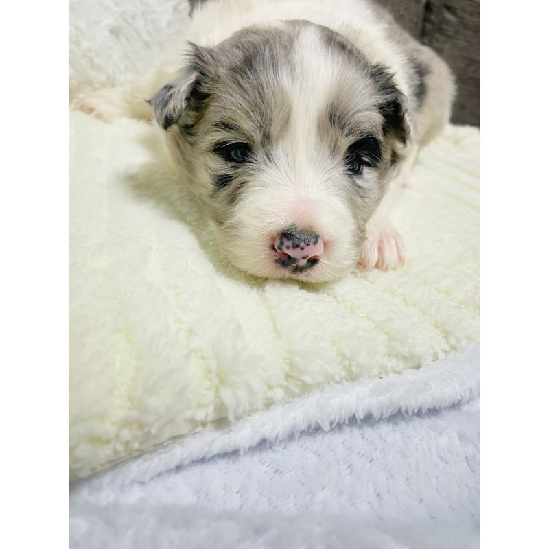 販売中の滋賀県のボーダーコリー-440633の3枚目