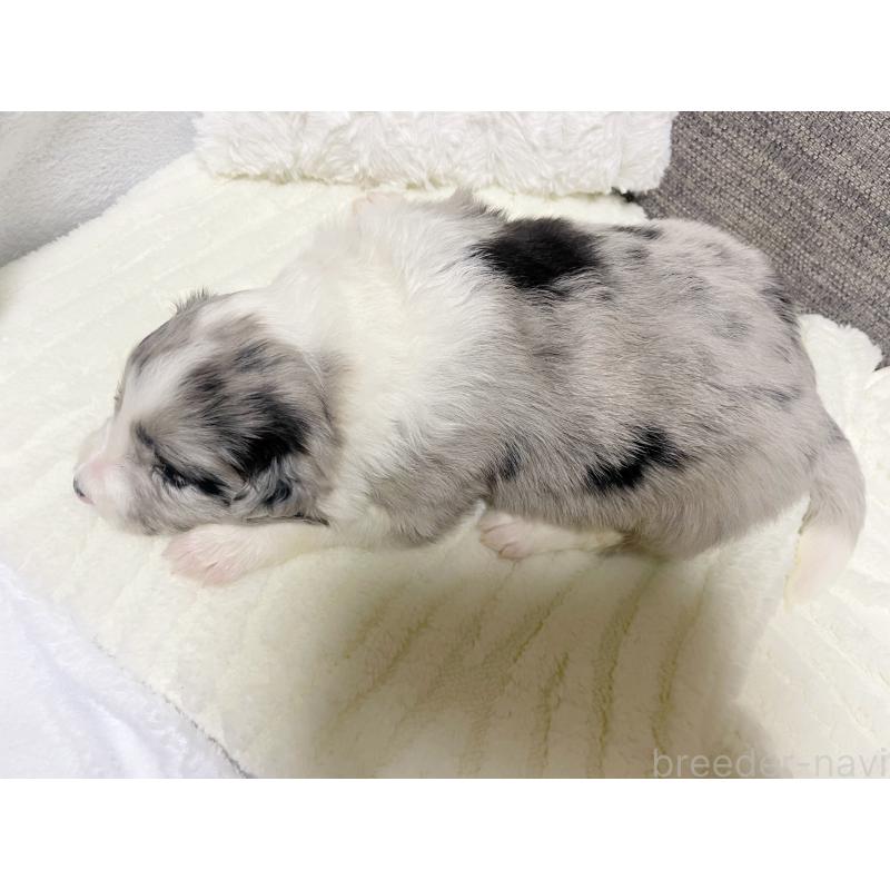 販売中の滋賀県のボーダーコリー-440633の2枚目