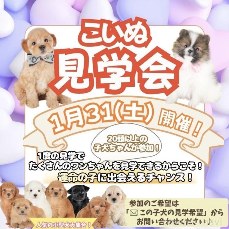 成約済の栃木県のポメラニアン-437356の3枚目