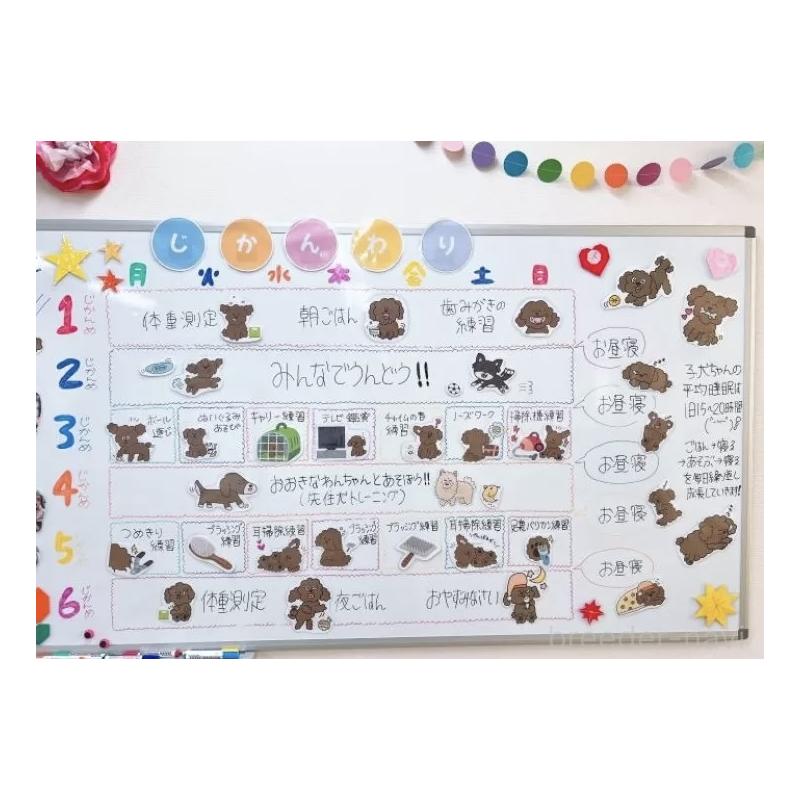 販売中の栃木県のトイプードル-437430の2枚目