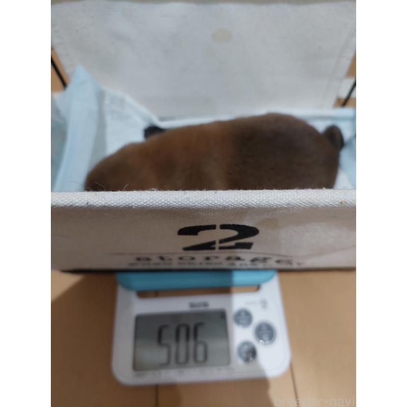 販売中の高知県の豆柴-438702の6枚目