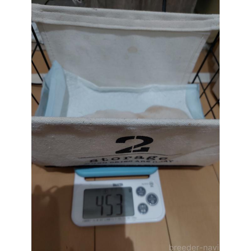 販売中の高知県の豆柴-438726の6枚目