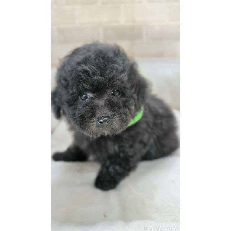 販売中の熊本県のティーカッププードル-440647の6枚目