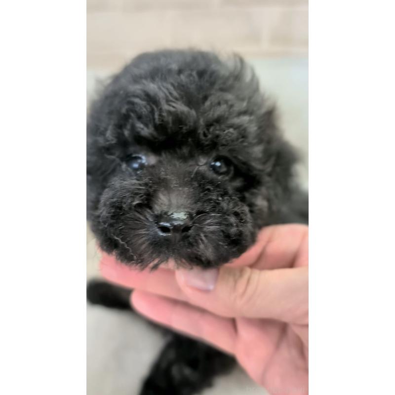 販売中の熊本県のティーカッププードル-440647の5枚目