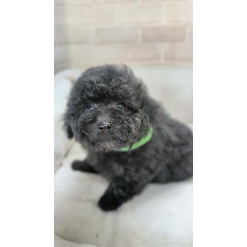 販売中の熊本県のティーカッププードル-440647の4枚目