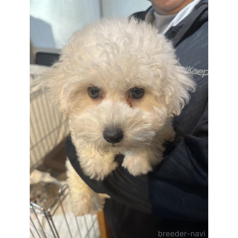 販売中の沖縄県のビションフリーゼ-440641の3枚目