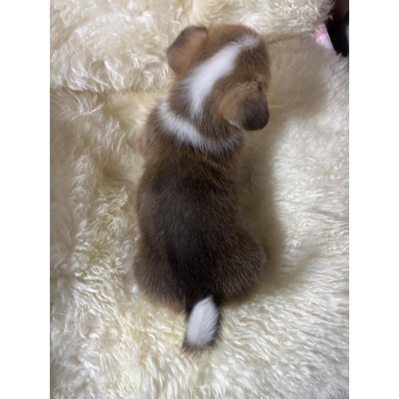 販売中の愛知県のウェルシュコーギーペンブローク-438682の3枚目