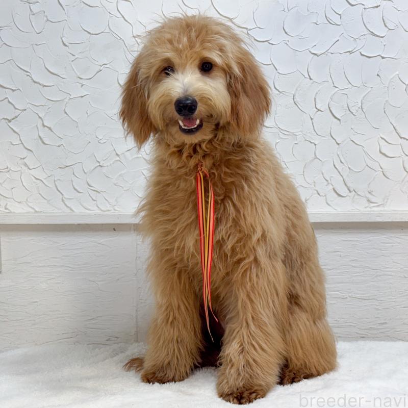 販売中の茨城県のゴールデンドゥードル:ゴールデンレトリーバー×プードル-440645の6枚目