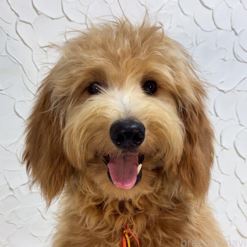 販売中の茨城県のゴールデンドゥードル:ゴールデンレトリーバー×プードル-440645の1枚目