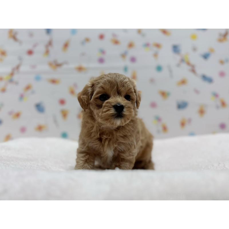 販売中の東京都のマルプー:マルチーズ×トイプードル-440646