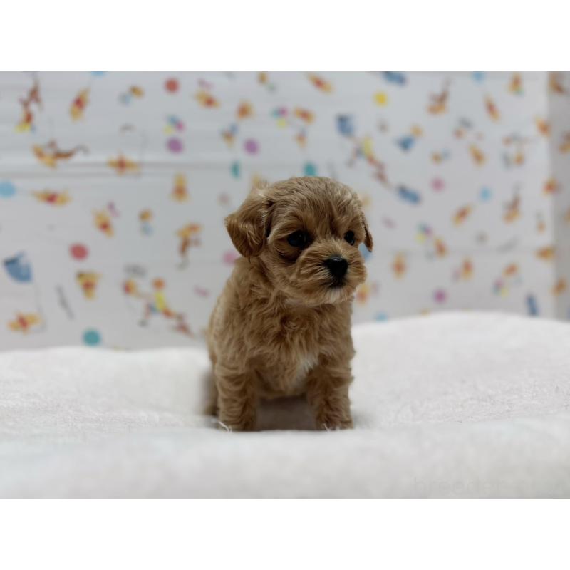 販売中の東京都のマルプー:マルチーズ×トイプードル-440646の11枚目