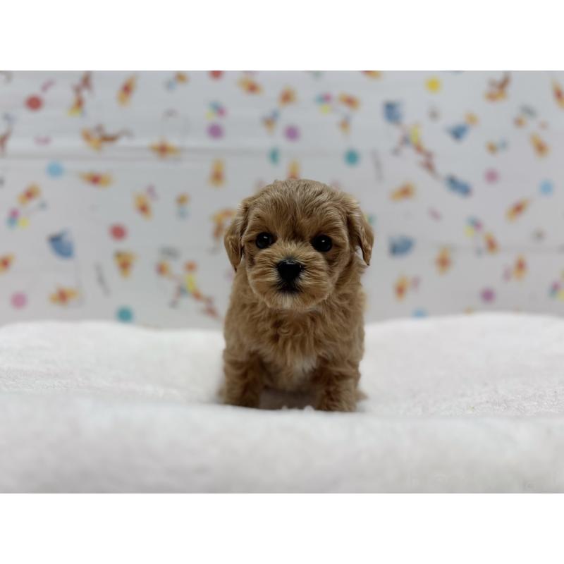 販売中の東京都のマルプー:マルチーズ×トイプードル-440646の9枚目