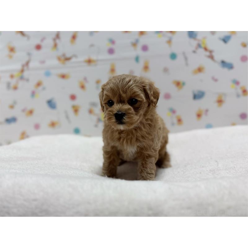 販売中の東京都のマルプー:マルチーズ×トイプードル-440646の8枚目