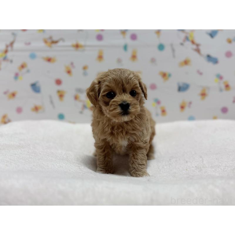 販売中の東京都のマルプー:マルチーズ×トイプードル-440646の7枚目