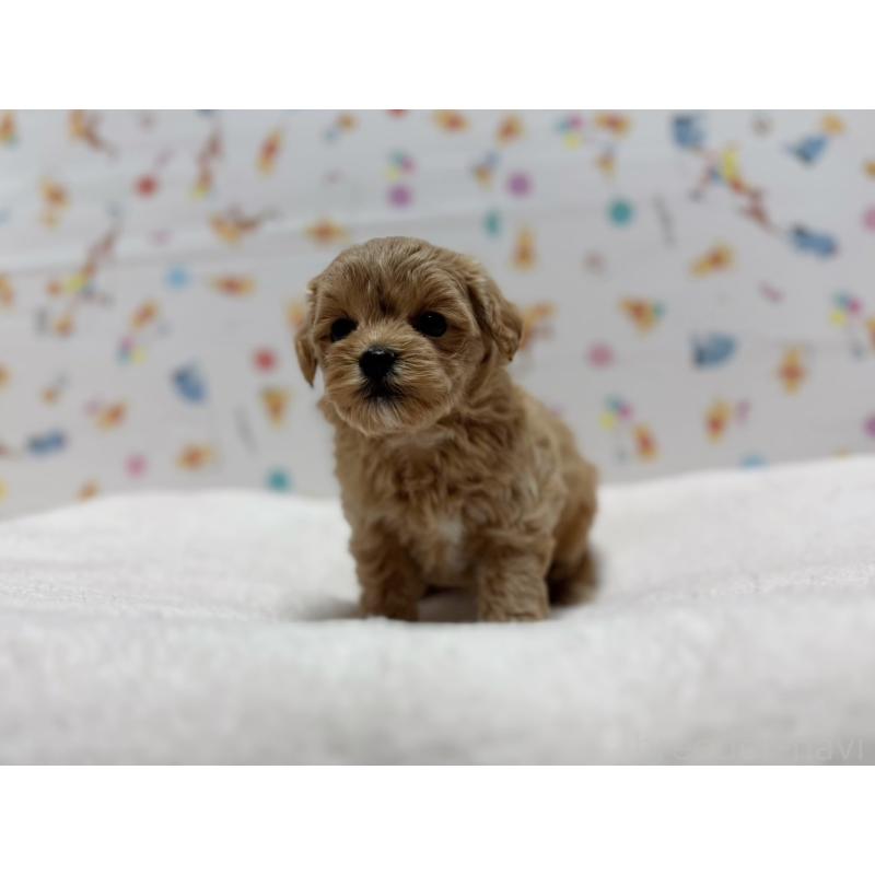 販売中の東京都のマルプー:マルチーズ×トイプードル-440646の6枚目