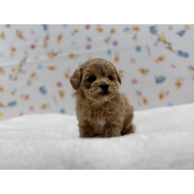 販売中の東京都のマルプー:マルチーズ×トイプードル-440646の5枚目