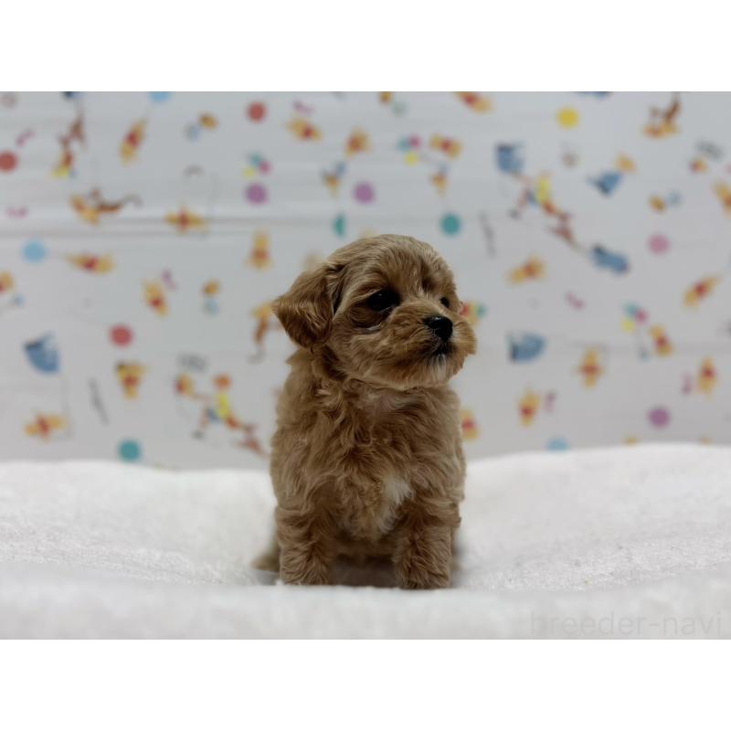 販売中の東京都のマルプー:マルチーズ×トイプードル-440646の4枚目