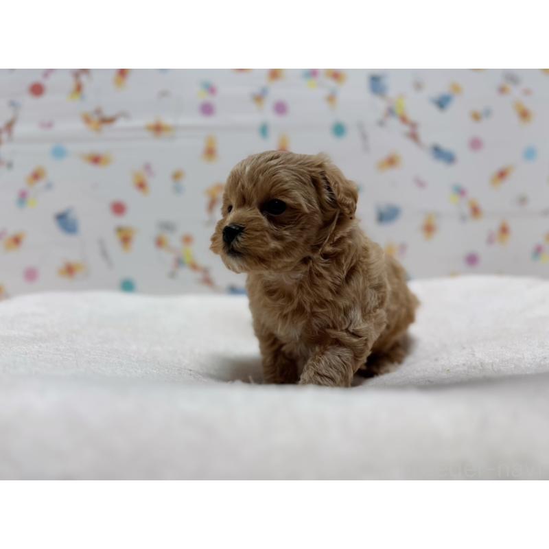 販売中の東京都のマルプー:マルチーズ×トイプードル-440646の3枚目