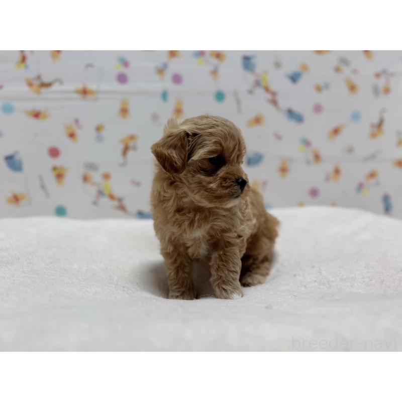 販売中の東京都のマルプー:マルチーズ×トイプードル-440646の2枚目