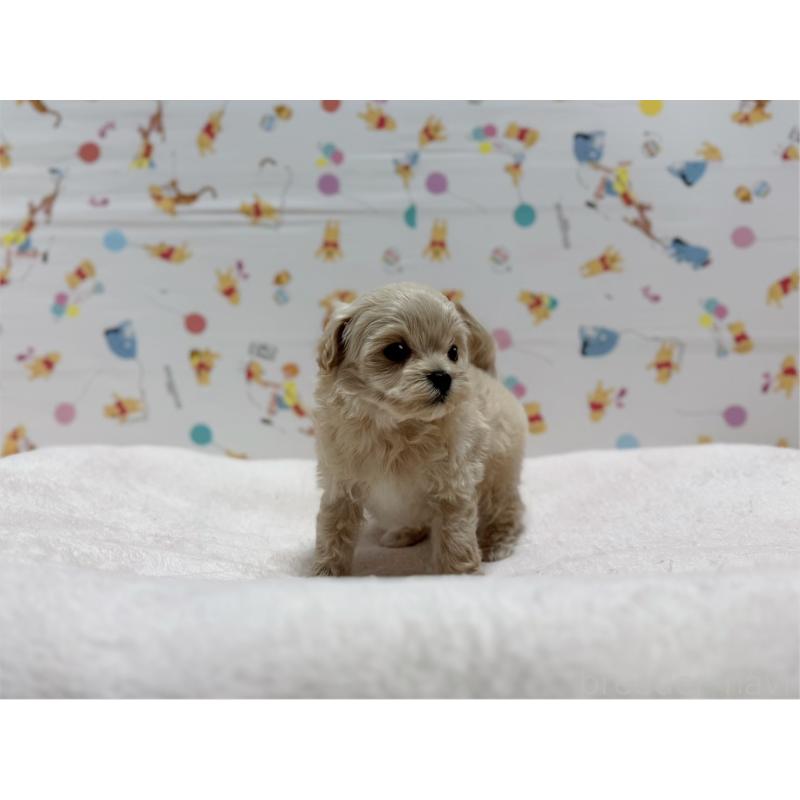 販売中の東京都のマルプー:マルチーズ×トイプードル-440648の11枚目