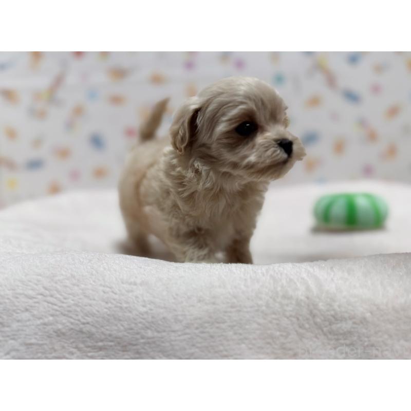 販売中の東京都のマルプー:マルチーズ×トイプードル-440648の9枚目