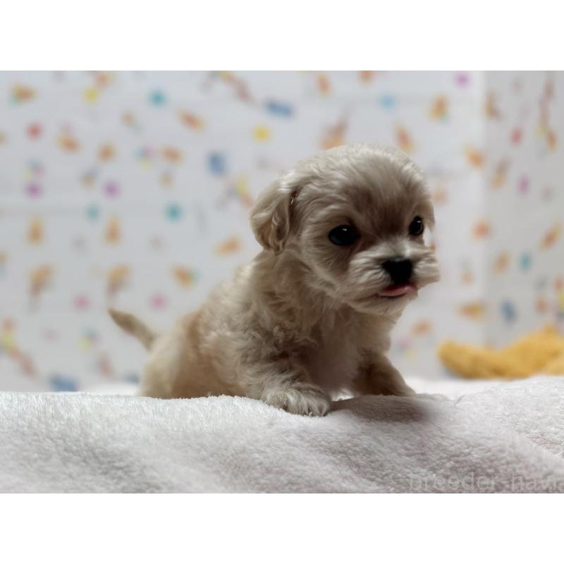 販売中の東京都のマルプー:マルチーズ×トイプードル-440648の8枚目