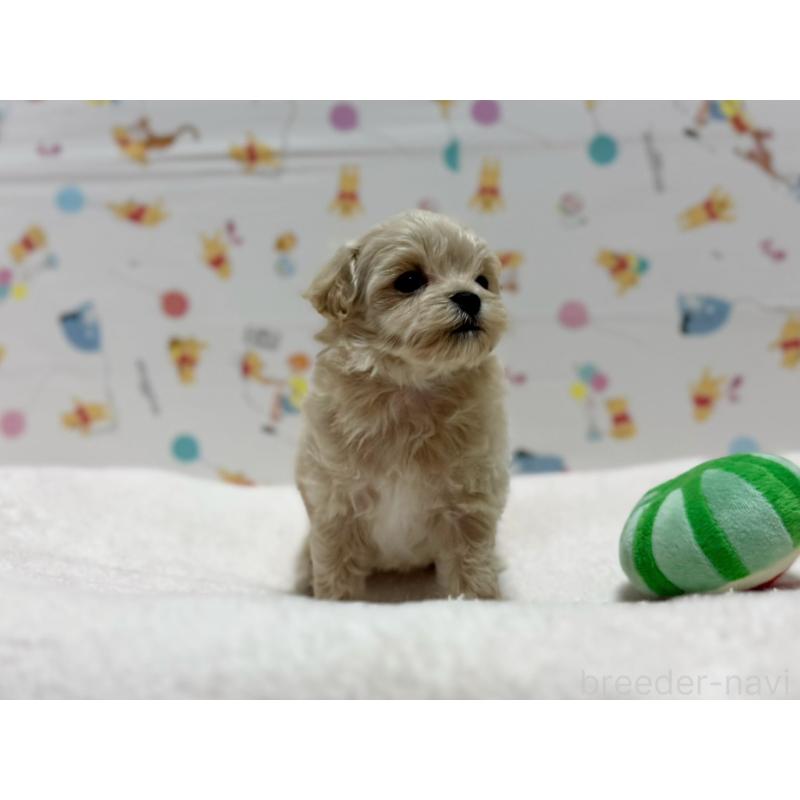 販売中の東京都のマルプー:マルチーズ×トイプードル-440648の7枚目