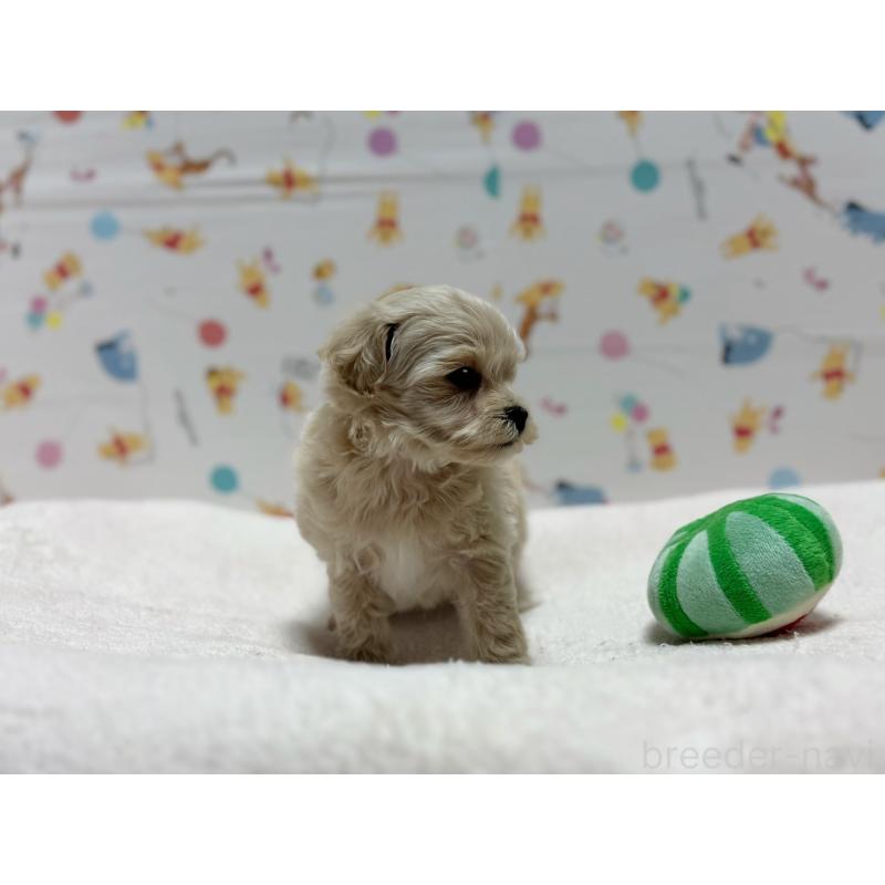 販売中の東京都のマルプー:マルチーズ×トイプードル-440648の6枚目