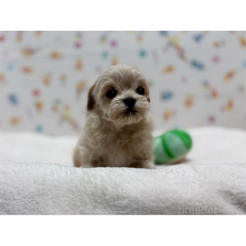 販売中の東京都のマルプー:マルチーズ×トイプードル-440648の5枚目