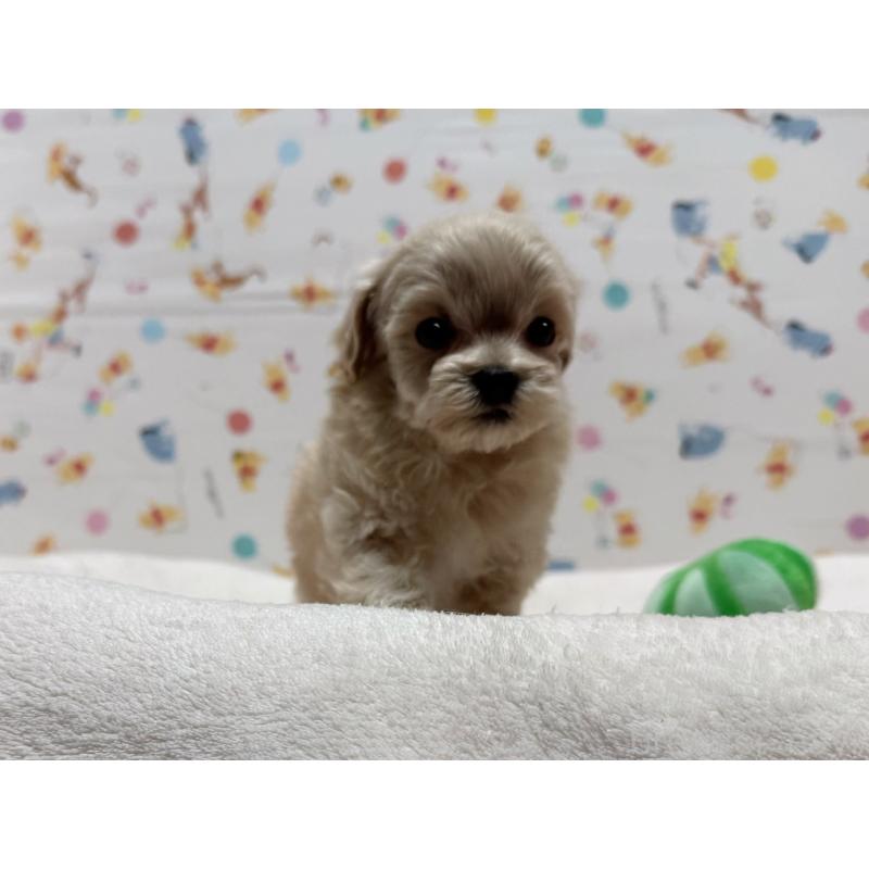 販売中の東京都のマルプー:マルチーズ×トイプードル-440648の4枚目