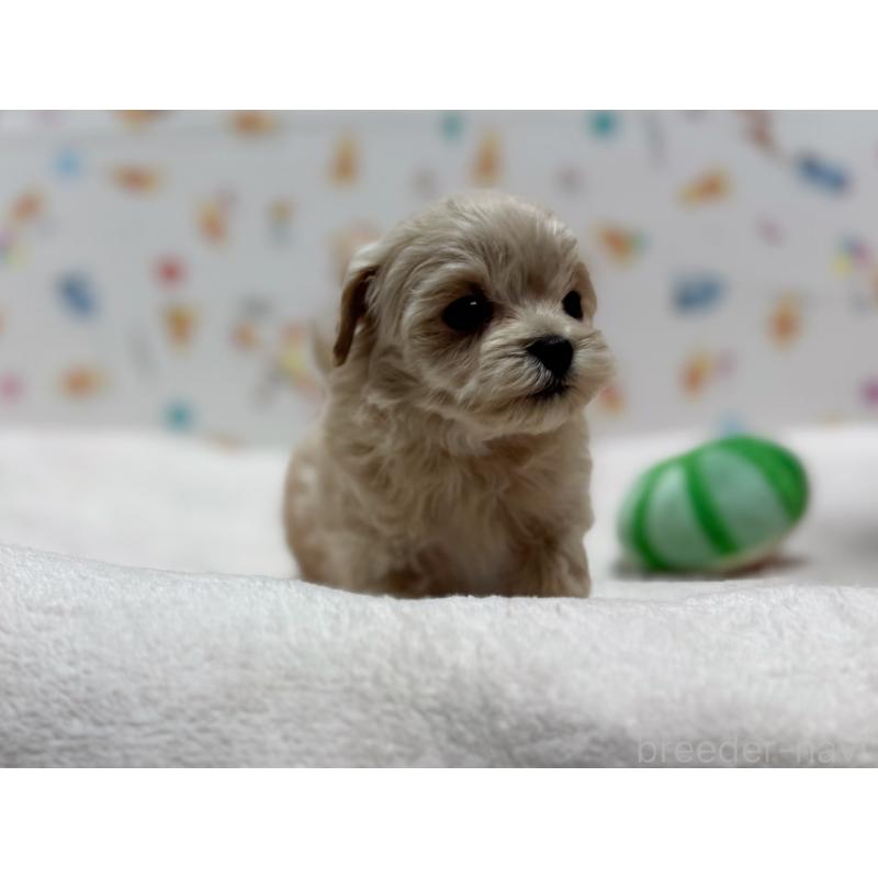 販売中の東京都のマルプー:マルチーズ×トイプードル-440648の1枚目